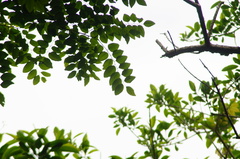 Dalbergia granadillo