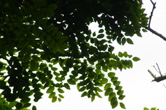 Dalbergia granadillo