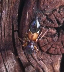 Leptorchestes berolinensis