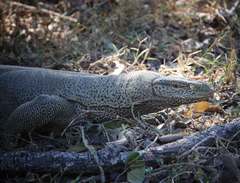 Varanus bengalensis bengalensis