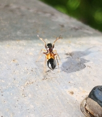 Leptorchestes berolinensis