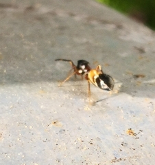Leptorchestes berolinensis