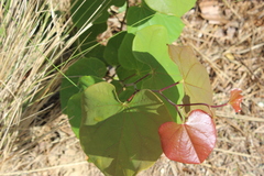 Cercis canadensis