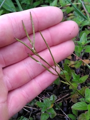 Arabis scabra