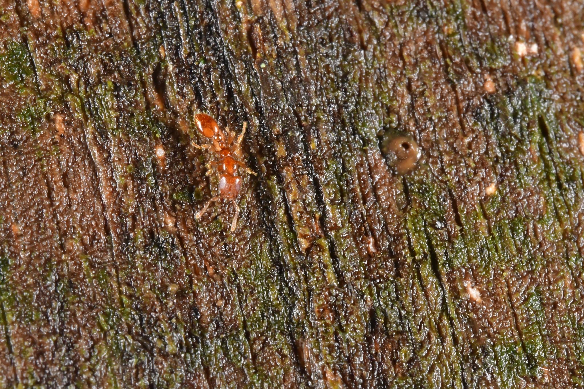 Vollenhovia brevicornis