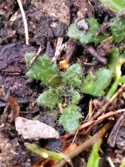 Arabis scabra