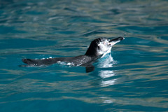 Spheniscus mendiculus