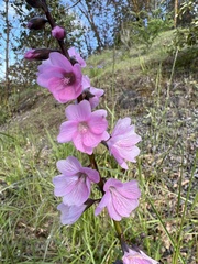 Sidalcea virgata