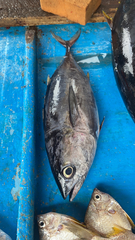 Thunnus