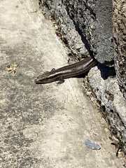 Plestiodon fasciatus