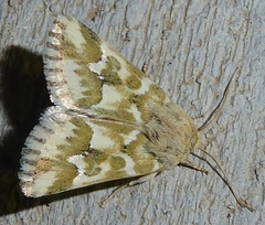 Schinia meadi