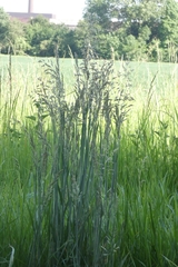 Poaceae