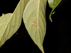 Paracymoriza cataclystalis