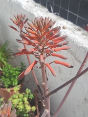 Aloe