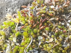 Tortula protobryoides