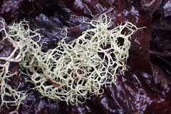 Evernia divaricata