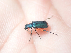 Clanoptilus elegans
