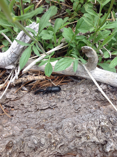 iNaturalist observation photo of Darkling Beetles