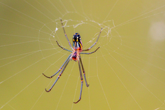 Leucauge argyra