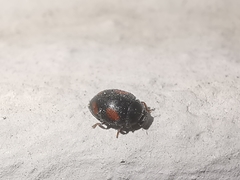 Nephus quadrimaculatus