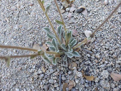 Hulsea vestita ssp. callicarpha