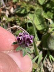 Trifolium macraei