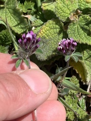 Trifolium macraei