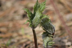 Aconitum septentrionale