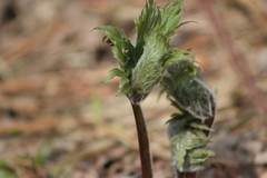 Aconitum septentrionale