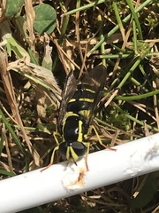 Xanthogramma citrofasciatum