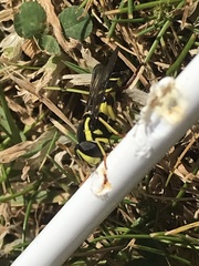 Xanthogramma citrofasciatum