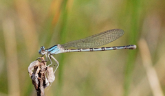 Argia alberta