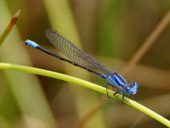 Argia alberta