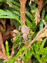 Otiorhynchus armadillo
