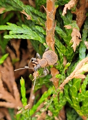 Otiorhynchus armadillo