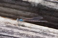 Argia alberta