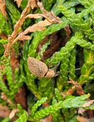 Otiorhynchus armadillo