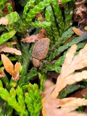 Otiorhynchus armadillo