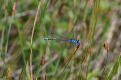 Argia alberta