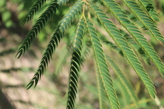 Albizia julibrissin