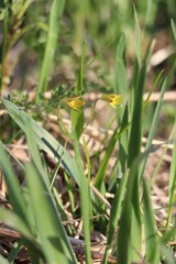 Gagea granulosa