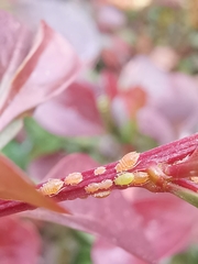 Liosomaphis berberidis