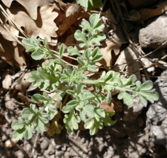Erigeron neomexicanus