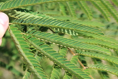 Albizia julibrissin
