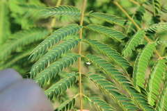 Albizia julibrissin