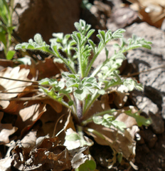 Erigeron neomexicanus