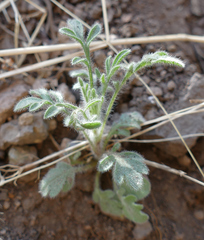 Erigeron neomexicanus