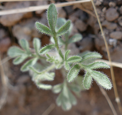 Erigeron neomexicanus