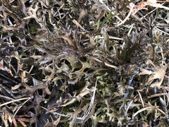 Cetraria arenaria image