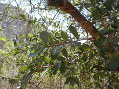 Sideroxylon peninsulare